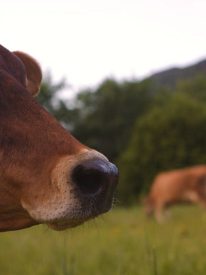 Snout of a Jersey cow