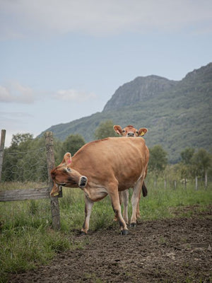 Jersey heifers