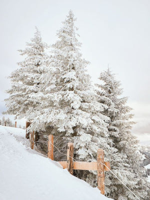 Vinter i skoven