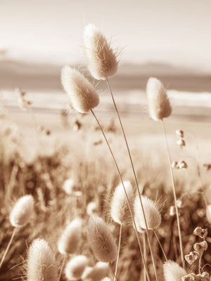 Halm ved havet