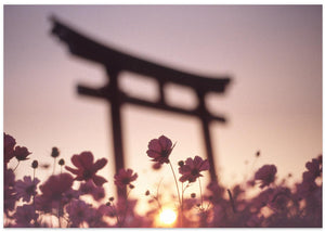Cosmos Gate Sunset