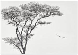 the African eagle