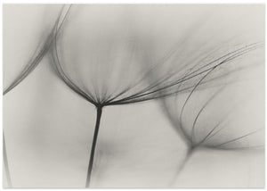 Tragopogon
