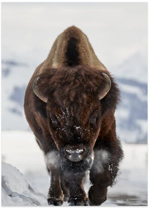 Bison indkommende