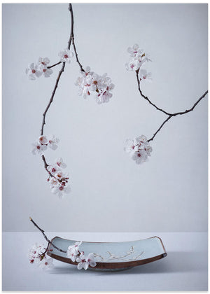 Delicate Sakura Still Life