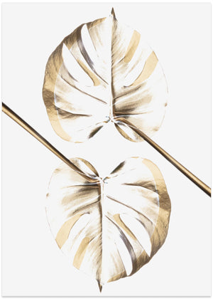 Monstera Gold 10