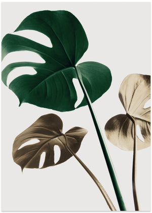Monstera Mix 04