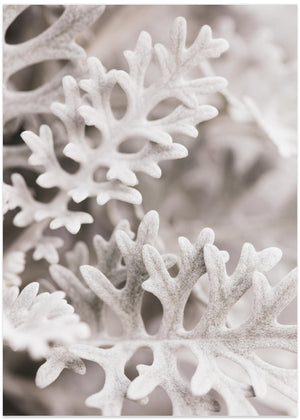 Silver Leaves