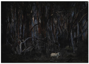 Walking in a dead forest