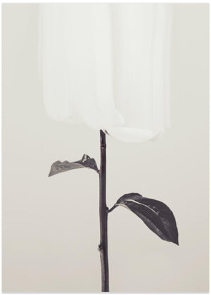 Peony 18