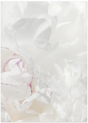 Peony 21