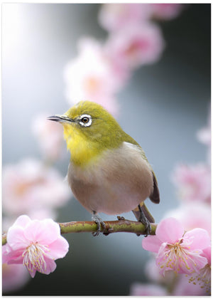 Japanese White-eye Blossoms