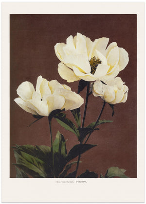 Hardy Peony