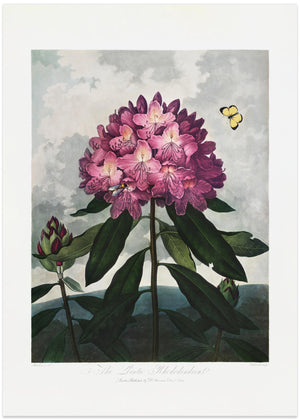 Den pontiske rhododendron fra Floratemplet (1807)