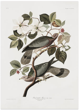 Brandthaledue fra Birds Of America (1827)