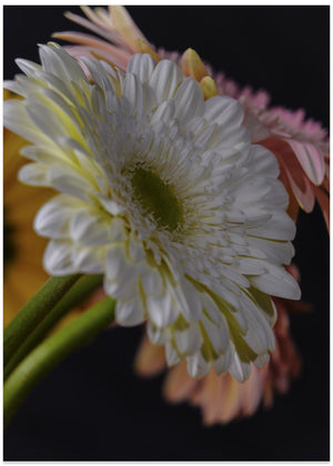 beautiful flowers