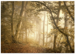 Forest Light