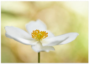 Anemone