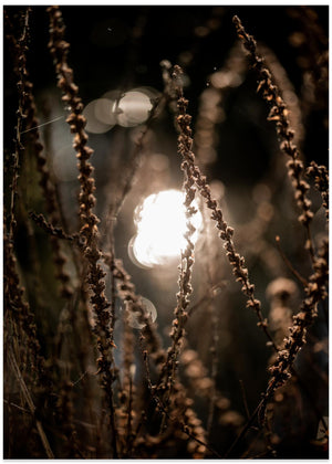 Autumn Lights 2