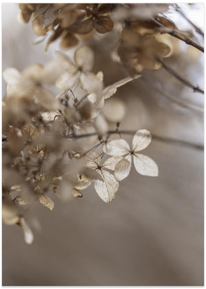Hortensia 1