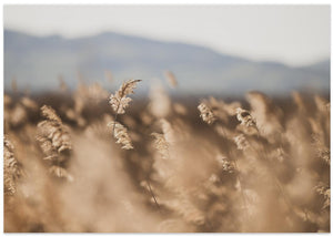 Marsh Grass No.11
