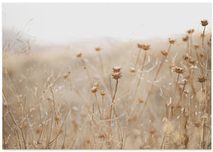 winter thistle no.2