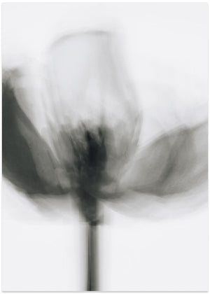 Mono Tulip