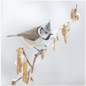It is winter in Holland.