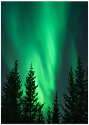 Nordlys i skoven
