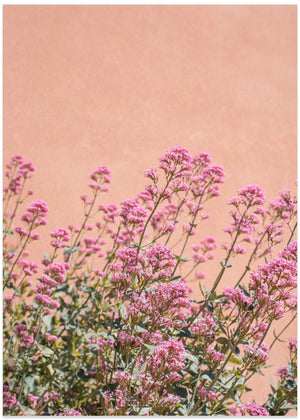Sommerblomster