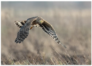 Høne Harrier