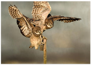 Flapping