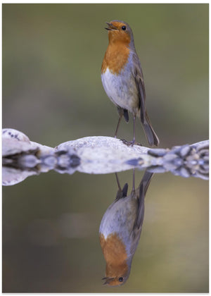 Robin