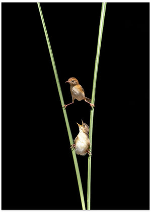Kung Fu Bird