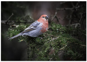 Han-fyrre-grosbeak