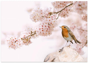 Robin