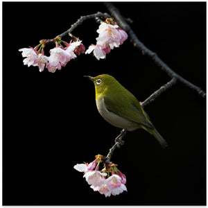 SAKUJIRO