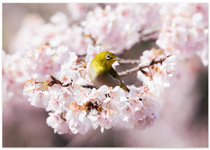 Hvidøje på kirsebærblomster