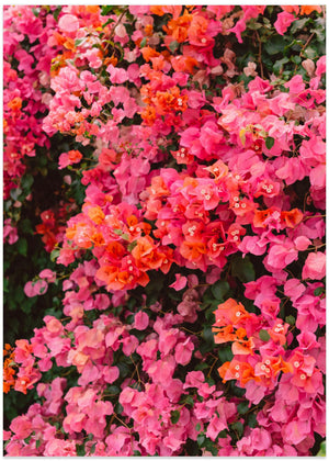 California Blooms