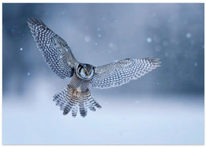 Northern Hawk Owl