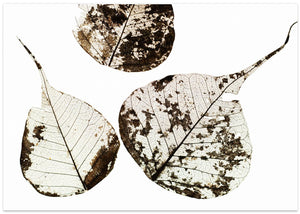 Fallen Leaves #0