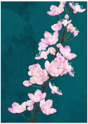 Pink Cherry Blossoms