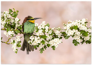 Bee-Eater