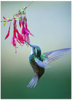 Greeting