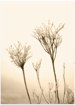 Winter straw