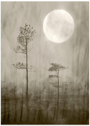 Moonlight, moor