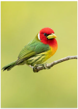 Rødhovedet barbet