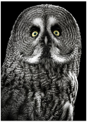 Owl Stare