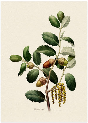 Botanik Quercus Ilex