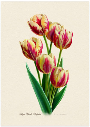 Botanik Tulipa Grand Perfection
